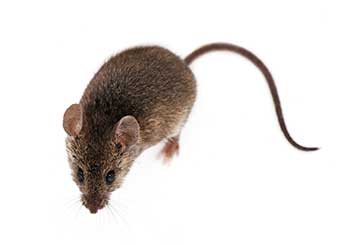 Rodent Proofing | Attic Cleaning Pasadena, CA